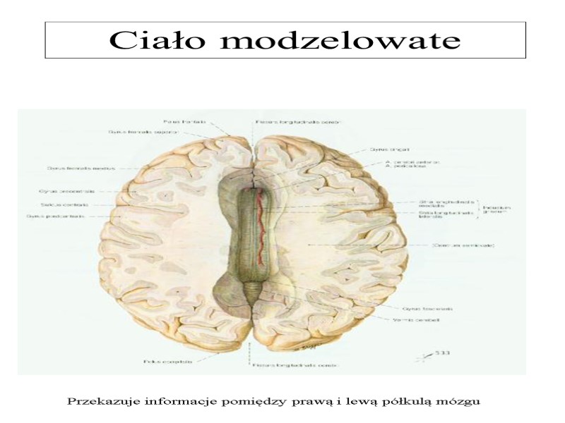 Ciało modzelowate  Przekazuje informacje pomiędzy prawą i lewą półkulą mózgu